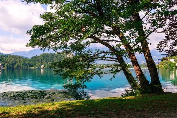 Vieil arbre près de lac de Bled — Photo