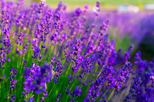 Violet lavender field — Stock Photo, Image