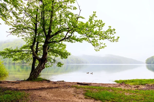 L'albero su una costa di un lago nel parco nazionale di Plitvice — Foto Stock