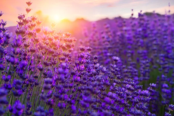 Sonnenuntergang über einem violetten Lavendelfeld — Stockfoto