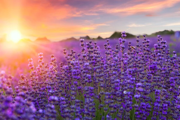 Sonnenuntergang über einem violetten Lavendelfeld — Stockfoto