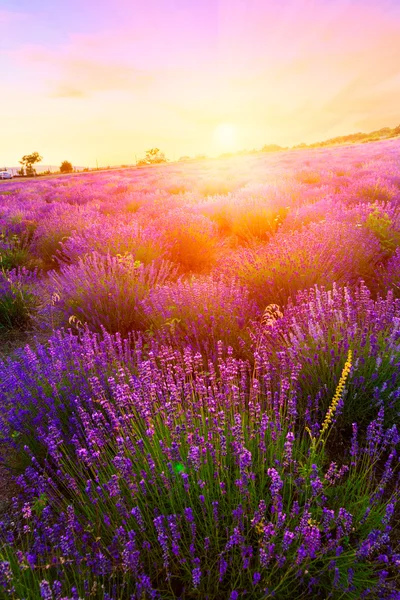 Zonsondergang over een zomer Lavendel veld in Tihany — Stockfoto