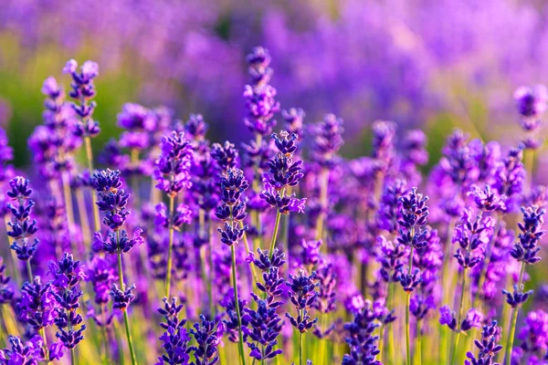 Campo de lavanda violeta — Fotografia de Stock