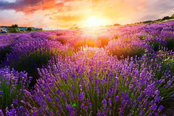 Pôr do sol sobre um campo de lavanda violeta — Fotografia de Stock