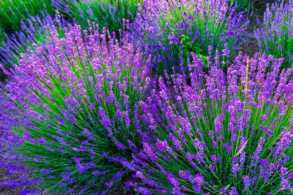 Sunset over a violet lavender field — Stock Photo, Image