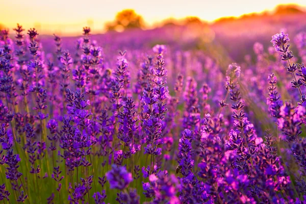 Sonnenuntergang über einem violetten Lavendelfeld — Stockfoto