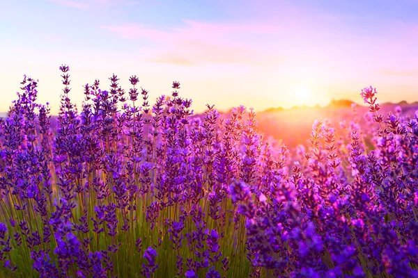 Закат над фиолетовым лавандовым полем — стоковое фото