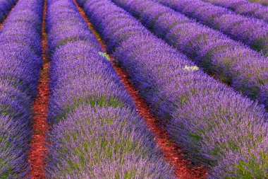 Uzun çizgiler lavanta çalıların