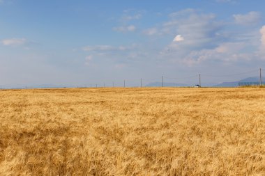 Altın buğday tarlası ve güneşli gün