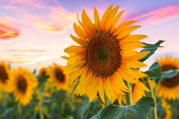 Ein schönes Sonnenblumenfeld — Stockfoto