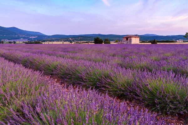 Campo de lavanda verano puesta del sol paisaje cerca de Sault —  Fotos de Stock