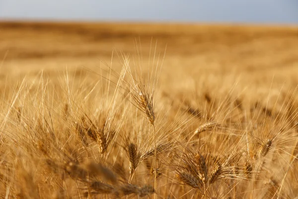 Campo de trigo dourado e dia ensolarado — Fotografia de Stock