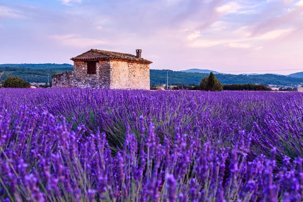 Campo de lavanda verano puesta del sol paisaje cerca de Sault —  Fotos de Stock