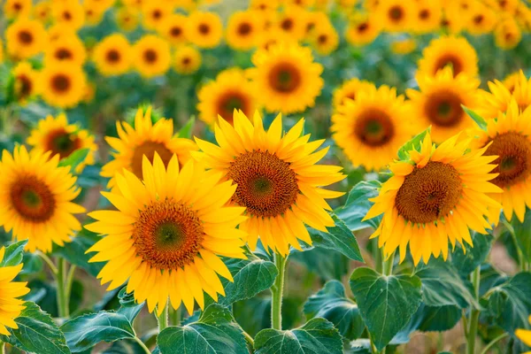 Un bellissimo campo di girasole — Foto Stock