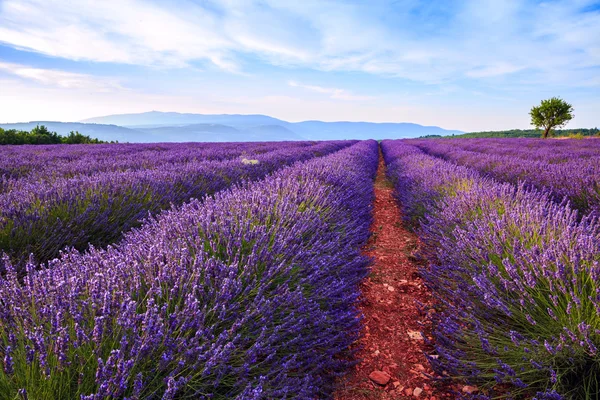 Lavendel fält sommar landskap nära Sault — Stockfoto