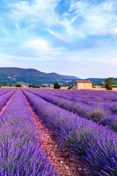 Campo di lavanda estate tramonto paesaggio vicino Sault — Foto Stock