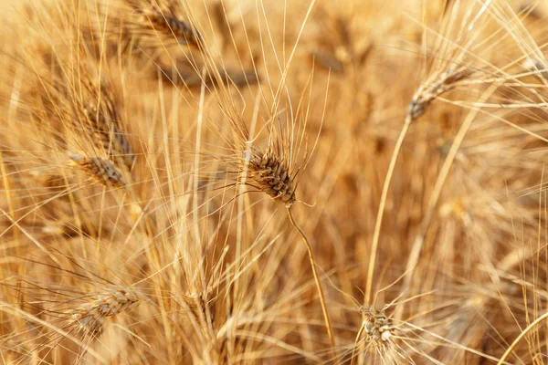 Χρυσό χωράφι με σιτάρι και ηλιόλουστη μέρα — Φωτογραφία Αρχείου