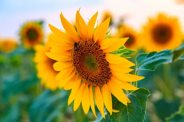 Een prachtig zonnebloemveld — Stockfoto