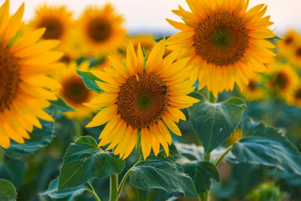 Ein schönes Sonnenblumenfeld — Stockfoto