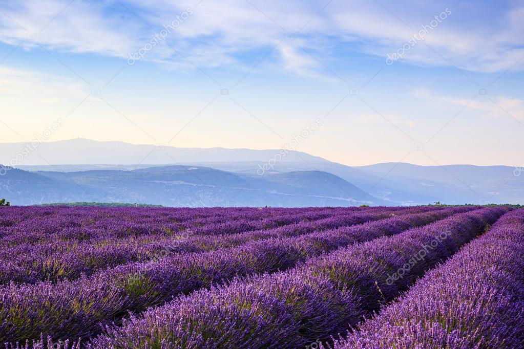 Lavender field summer landscape near Sault