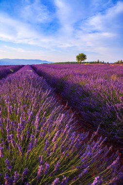 Lavanta alan yaz manzara Sault yakınındaki