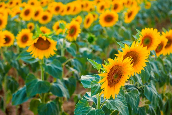 Un beau champ de tournesol — Photo