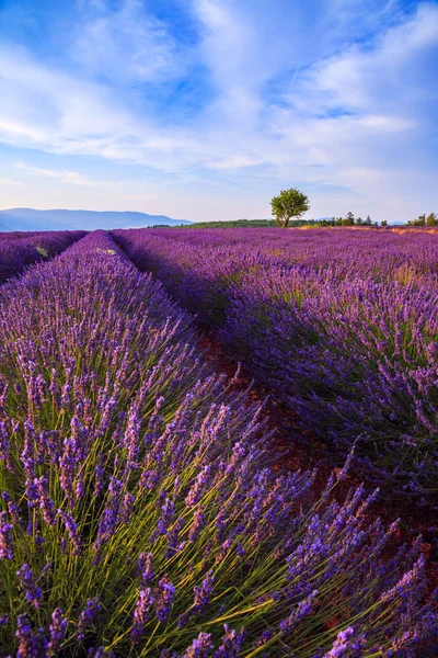 Lavendel fält sommar landskap nära Sault — Stockfoto