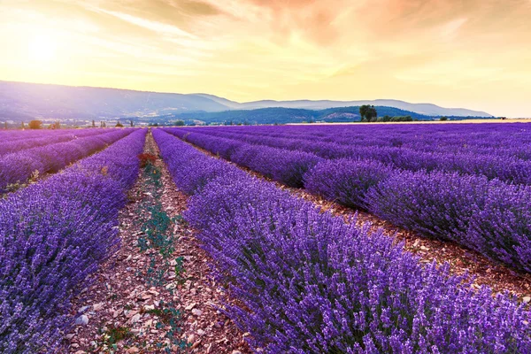 Bela paisagem de campos de lavanda ao pôr do sol perto de Sault — Fotografia de Stock