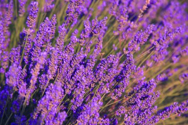 Lavanta çalılar alan