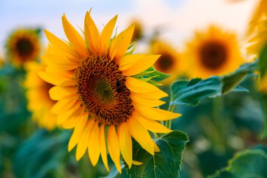 Güzel bir ayçiçeği tarlası