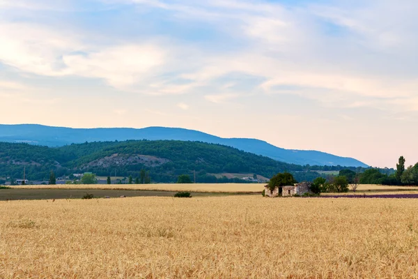 Goldenes Weizenfeld und Tag des Sonnenuntergangs — Stockfoto