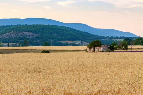 Campo de trigo dourado e dia de pôr do sol — Fotografia de Stock