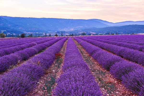 Campo de lavanda paisaje de verano cerca de Sault — Foto de Stock