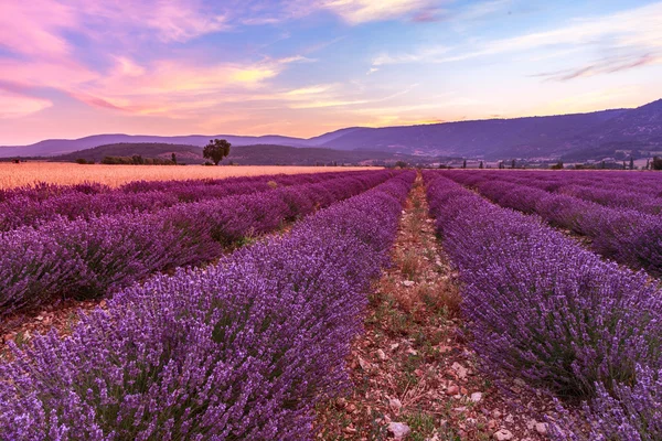 Krásná krajina levandule polí při západu slunce poblíž Sault — Stock fotografie