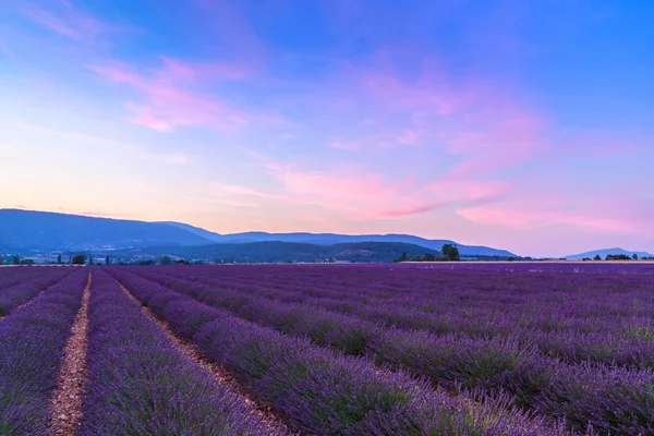 Красивый пейзаж лавандовых полей на закате возле Сольта — стоковое фото