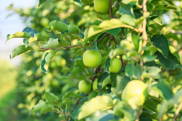 Färska mogna gröna äpplen på träd — Stockfoto