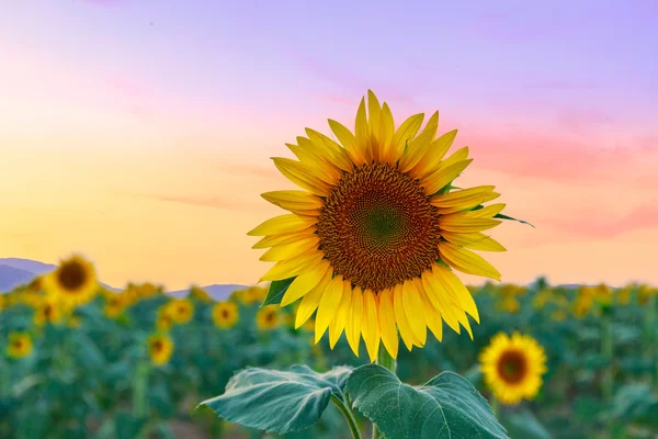 Een prachtig zonnebloemveld — Stockfoto