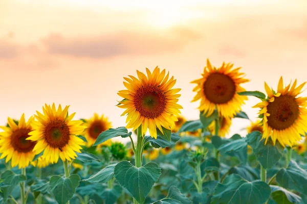 Красиве соняшникове поле — стокове фото