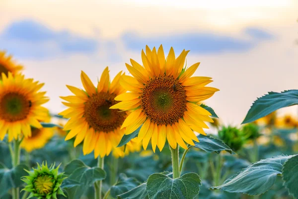 Een prachtig zonnebloemveld — Stockfoto