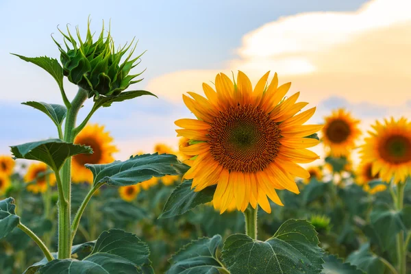 A beautiful sunflower field — Stock Photo, Image