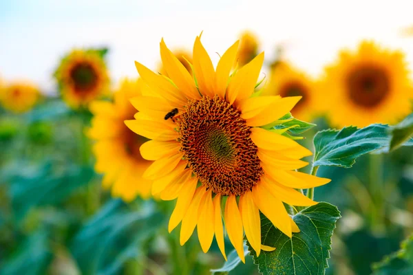 Ein schönes Sonnenblumenfeld — Stockfoto