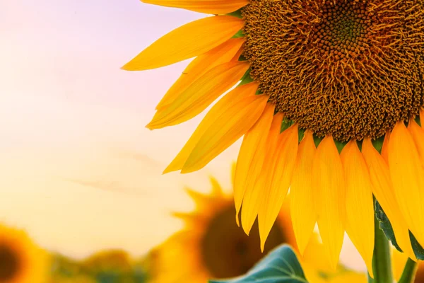 Ett vackert solrosfält — Stockfoto
