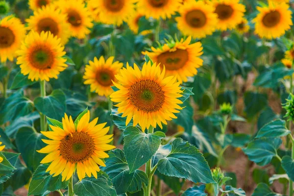 Un bellissimo campo di girasole — Foto Stock