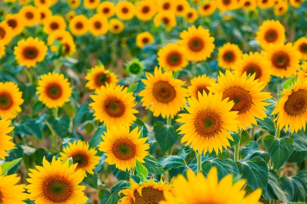 Un beau champ de tournesol — Photo