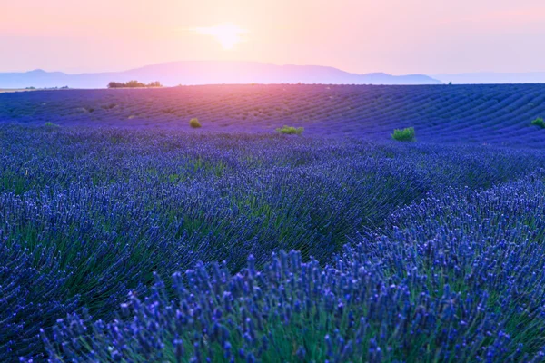 在日落时附近 Valensole 薰衣草田 — 图库照片