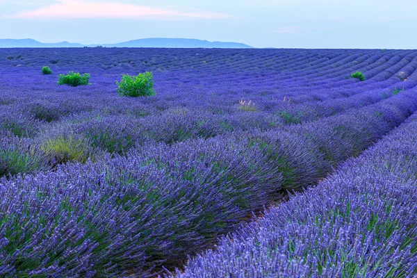 Lavender bushes in long lines — Stock Photo, Image