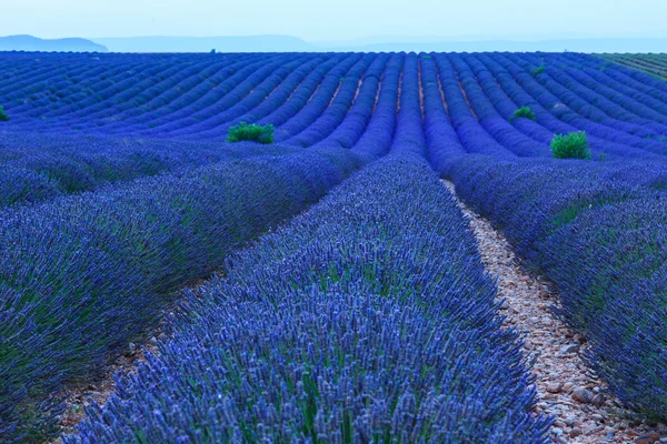 Lavender fields at sunset near Valensole — Stock Photo, Image