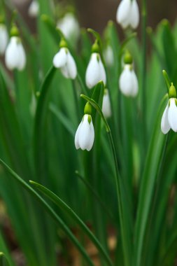 kardelen, galanthus nivalis