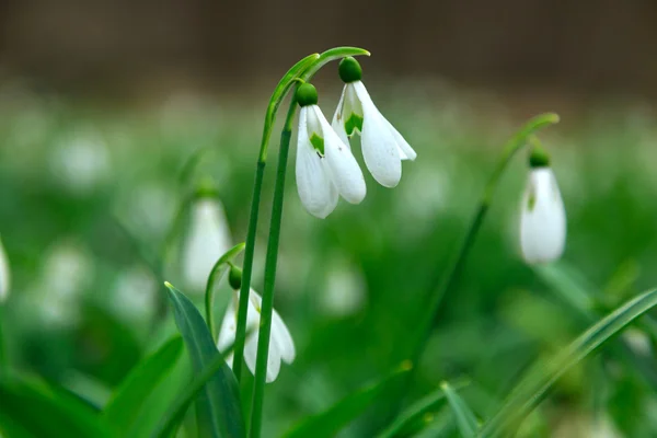 Gota de neve, Galanthus nivalis — Fotografia de Stock