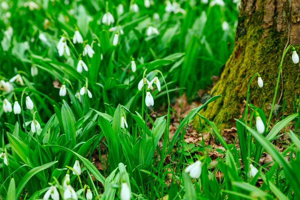 Snowdrop, Galanthus nivalis — Stockfoto